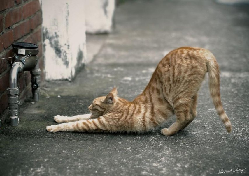 gato-yoga.jpg